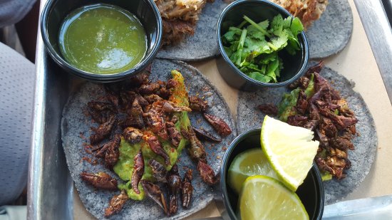 6 Reasons Why We Should Eat Insects